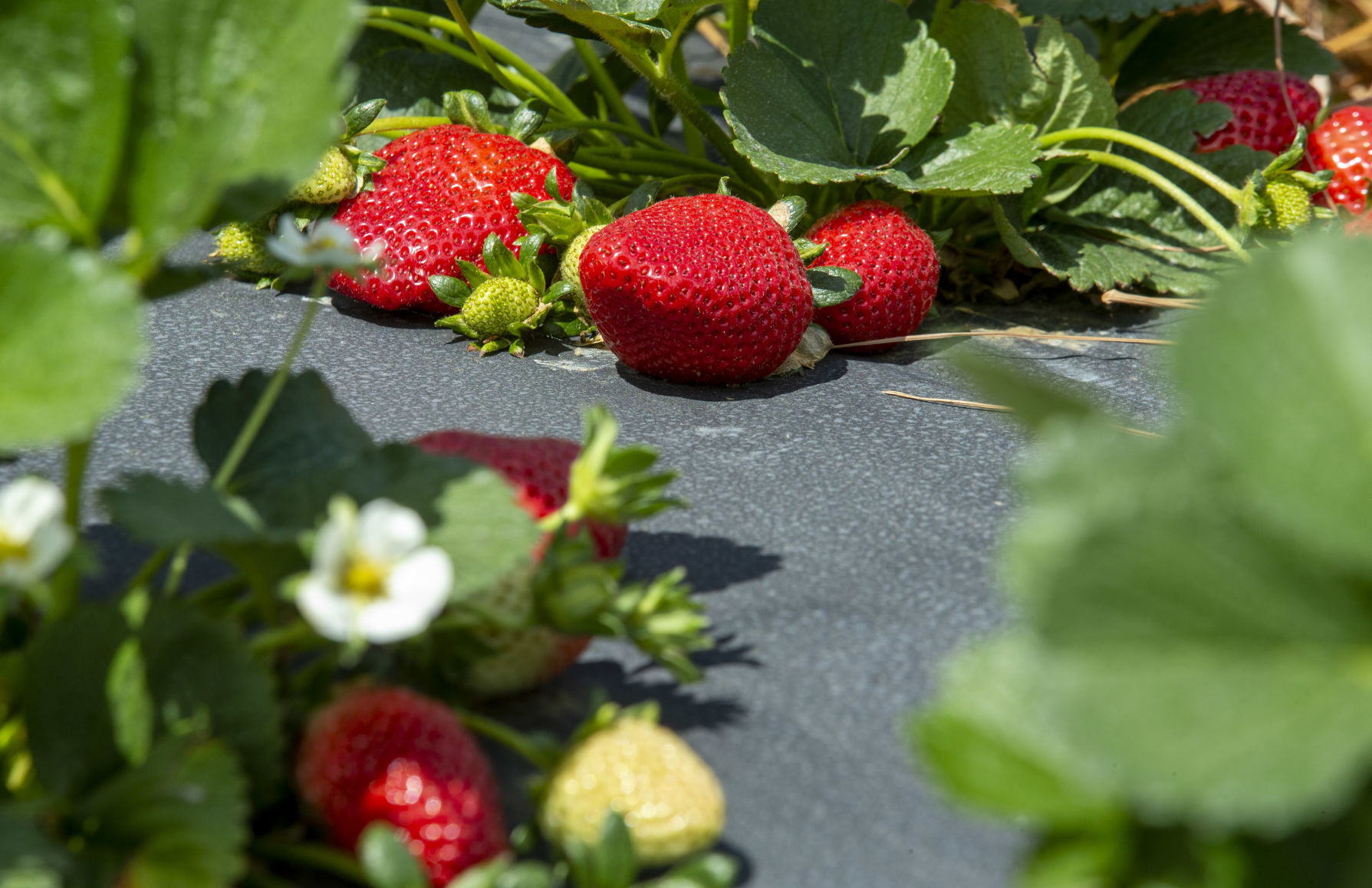 Strawberries